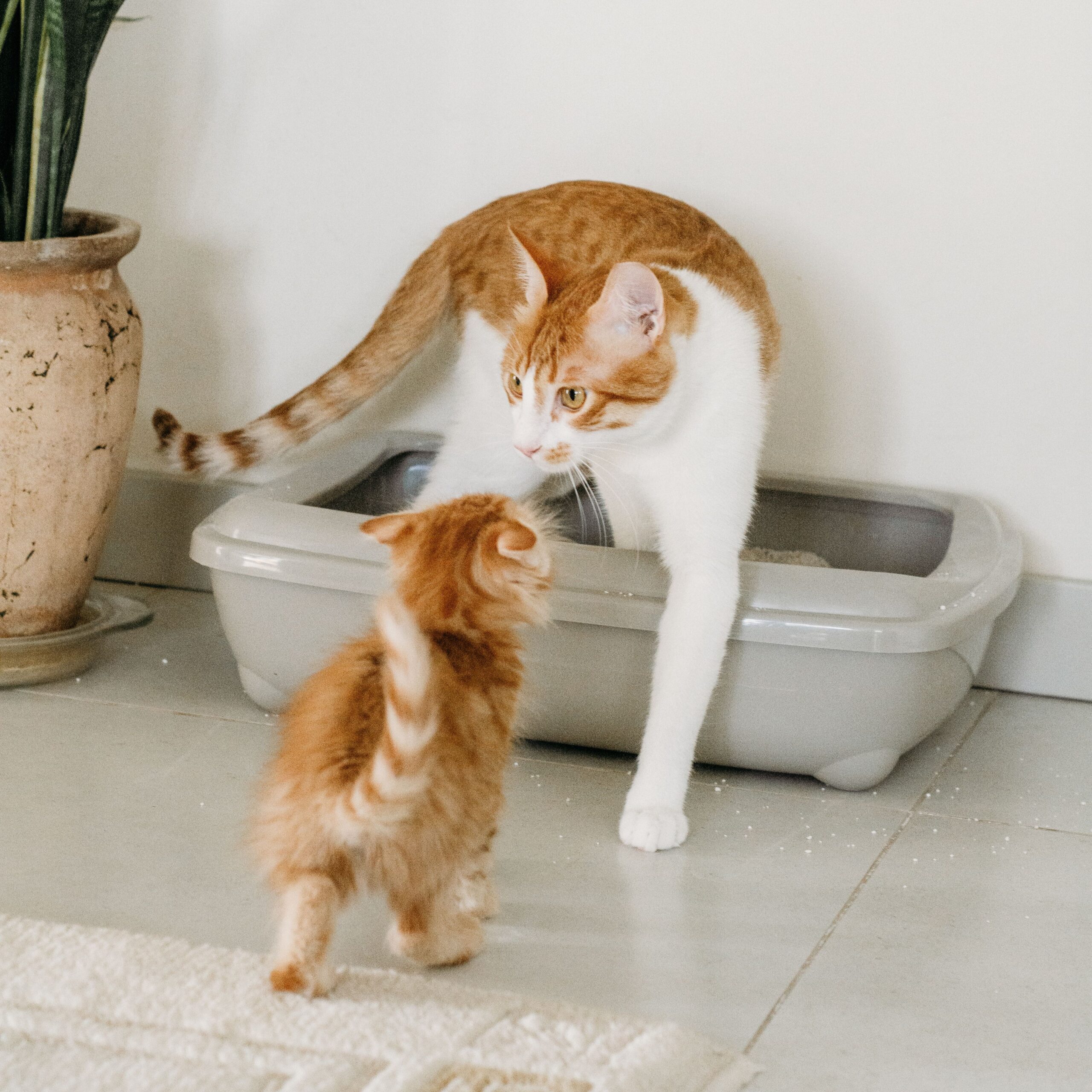 猫が何度もトイレに行く